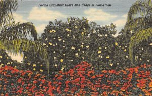 Florida grapefruit Grove and hedge of flame vine Florida, USA Florida Oranges...