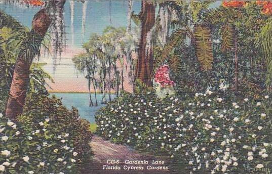 Florida Cypress Gardens Gardenia Lane Florida Cypress Gardens 1949 Artvue