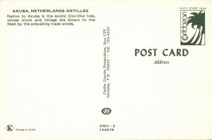 aruba, N.A., ORANJESTAD, Divi-Divi Wind Tree, Postcard
