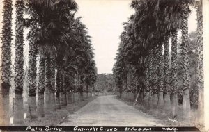 St Augustine Florida Gannett Orange Grove Palm Drive Real Photo Postcard AA28867
