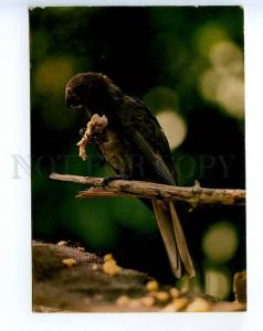 241447 Seychelles Black Parrot Praslom 1978 year RPPC to UK