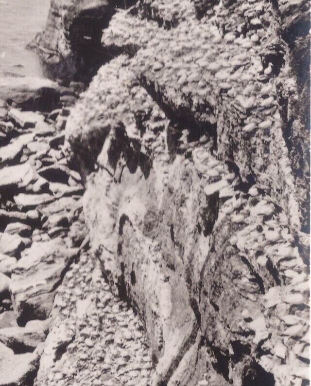 Birds On Cliffs Of Bonaventure Island, Quebec, Vintage Real Photo Postcard RPPC