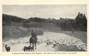 br106440 sheep droving scene finest lamb in the world new zealand sheep
