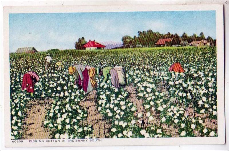 Picking Cotton