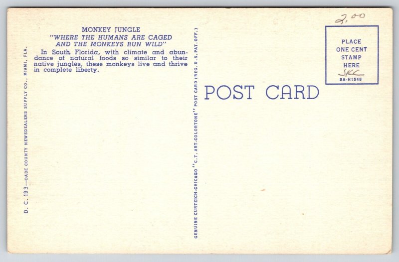 Animals~4 Monkeys In Tree @ Monkey Jungle Miami Florida~Vintage Postcard