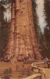 Sequoia National Park home of CA's Big Tree Fresno CA