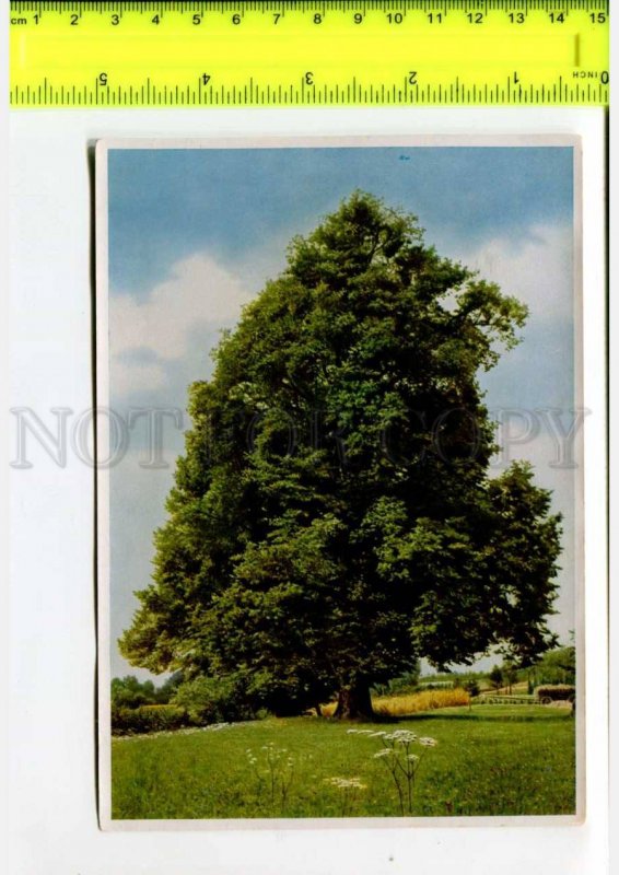 425134 GERMANY forest plants Tilia cordata Hermann Fischer CIGARETTE Tobacco