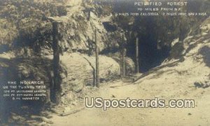 Real Photo, 5 miles from Calistoga - Petrified Forest, California CA  