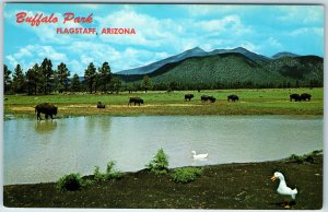 c1960s Flagstaff, AZ Buffalo Park Wild Life Refuge Bison Geese Duck Pond PC A241