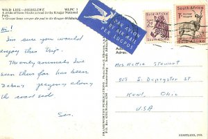 Buy Postcard Lion Pack South Africa