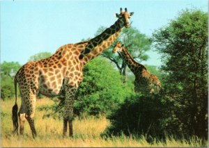 Postcard Giraffes in South Africa