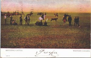 Canada Branding Cattle Western Canada Cowboys Vintage Postcard 03.62