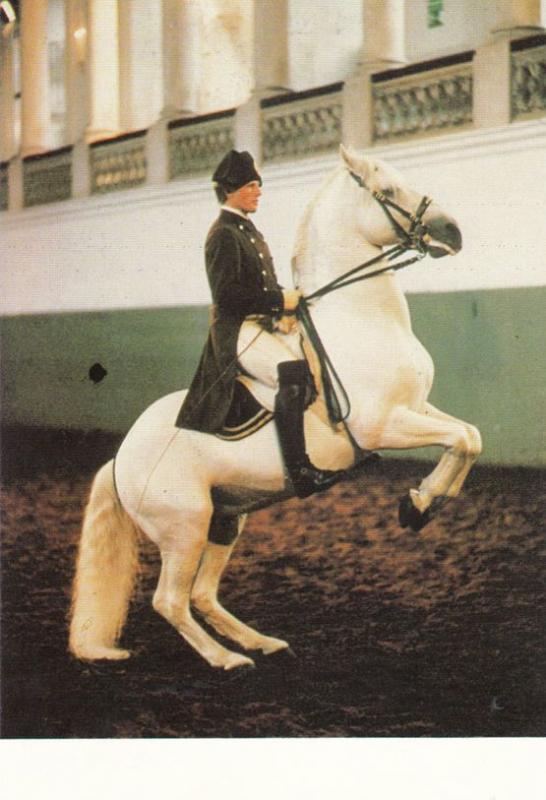 Horse Rearing Levade Spanish Riding School Of Vienna Postcard