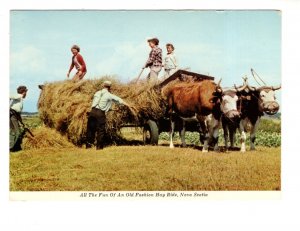 Hay Ride Fun, Nova Scotia Oxen Pulling Wagon