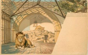 Berlin Germany Zoo Lion C-1905 Artist impression Postcard 21-9493