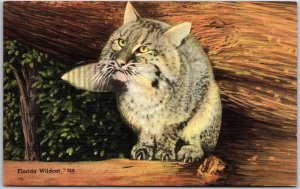 Florida Wildcat Pet Kitten Florida Lynx Postcard