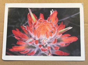 POSTCARD 1994 USED - INDIAN PAINTBRUSH, PHOENIX, ARIZONA