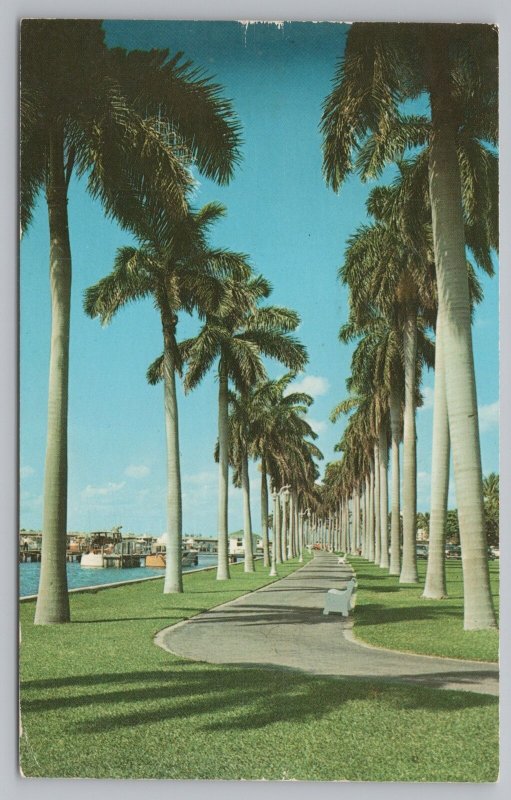 Palm Beach Florida~tail Along Palm Beach Yacht Basin~Vintage Postcard 