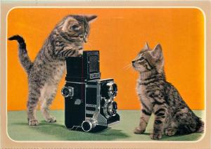 Cute kitties with vintage camera postcard cats