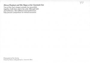 African Elephant, Cincinnati Zoo 