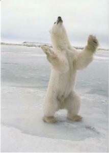 polar bear standing on hind legs