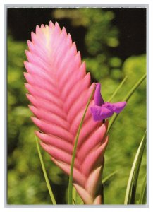 Postcard Tillandsia Bromeliad Hawaii Continental View