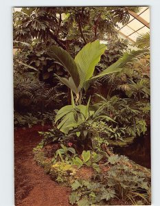 Postcard A path in the Rare Plant House, Fairchild Tropical Garden, Miami, FL