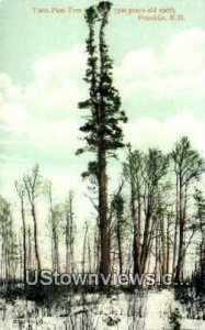 Twin Pine Tree - Franklin, New Hampshire NH  