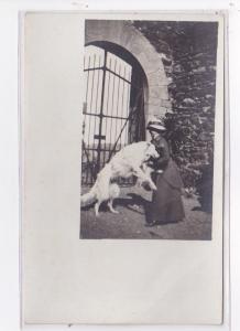 St-CYPRIEN : carte photo chenil du domaine des capeillans dressage chiens dom...