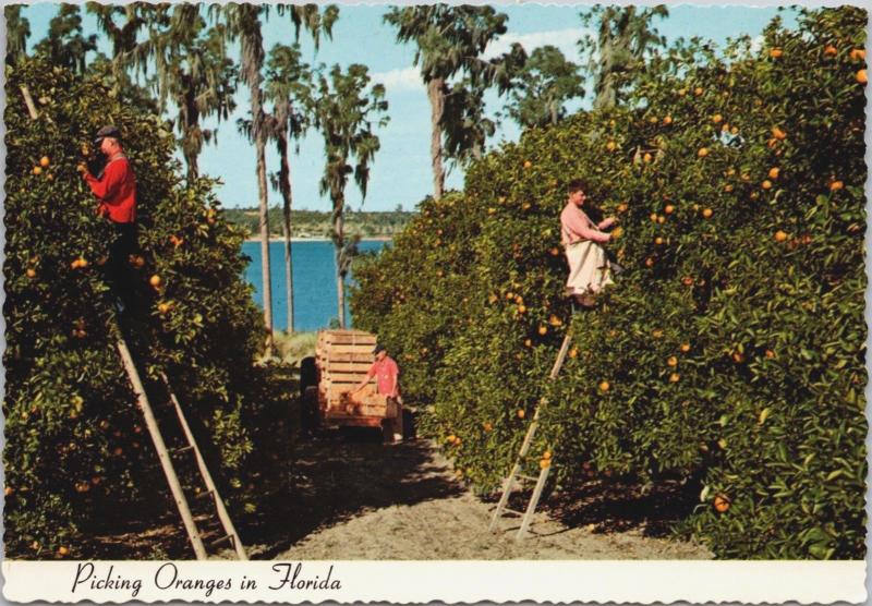Picking Oranges in Florida FL Unused Vintage Postcard D36