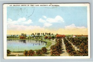 Lake District FL, Orange Grove, Vintage Florida c1923 Postcard 