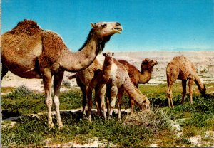 Jordan Camels In The Desert