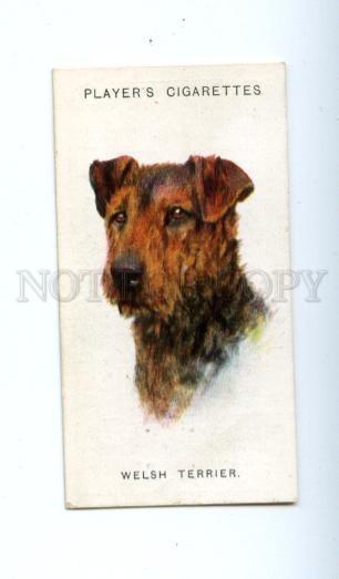 166927 WELSH TERRIER WARDLE Player CIGARETTE card ADVERTISING