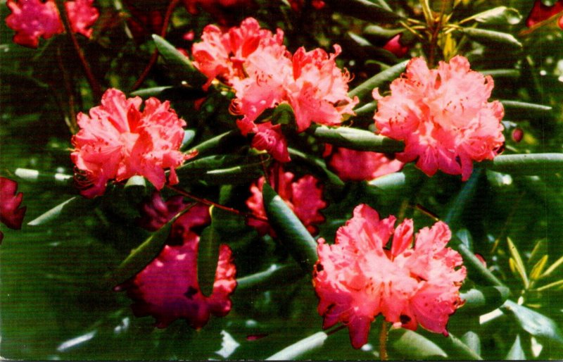 Rhododendrons Blooms Blue Ridge Parkway Virginia-North Carolina