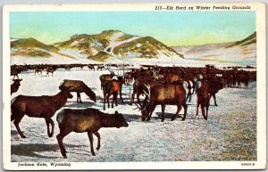 Elk Herd On Winter Feeding Grounds Jackson Hole Wyoming WY Mountains Postcard