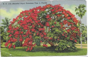 US used Royal Poinciana Tree - Florida. Stamp #804, Mailed 1950.  Nice.