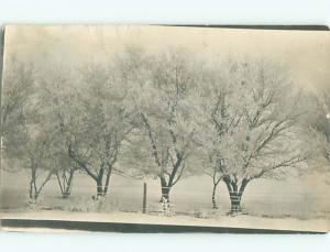 Old rppc NATURE SCENE Great Postcard AB0507