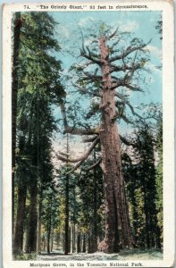 Grizzly Giant 93-foot Tree Mariposa Grove Yosemite National Park Postcard 1922