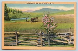 Postcard NC Windsor Scenic Greetings From Windsor North Carolina Linen #3 N8