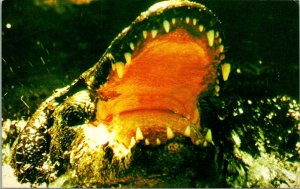 Vtg Chrome Postcard 1982 Giant Florida Alligator Open Mouth in the Everglades FL