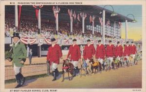 Florida West Flagler Kennel Club Parading The Greyhounds At A Florida Dog Tra...