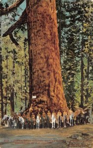 Grizzly Giant Mariposa Big Tree Grove US Cavalry Yosemite 1908 Vintage Postcard