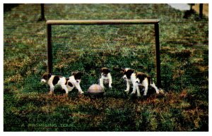 Dog , A promising Team