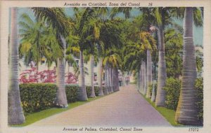 Panama Avenue Of Palms Cristobal Canal Zone