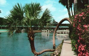 Vintage Postcard The Lucky Palm Beautiful Silver Springs Landmark Buildings FL