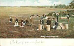 Postcard Massachusetts Cape Cod Cranberry picking Leighton Undivided 23-8750