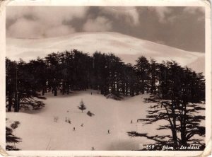 Lot329 liban lebanon les cedres real photo