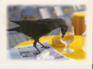 Bird drinking from a cup Modern German  photo postcard. Size 16 x 11 cms.