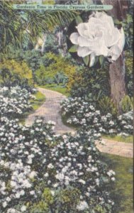 Florida Flowers Gardenia Time In Florida Cypress Gardens 1966