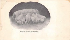 PIGS NURSING MAKING HOGS OF THEMSELVES TENNESSEE COMIC POSTCARD (c. 1905)